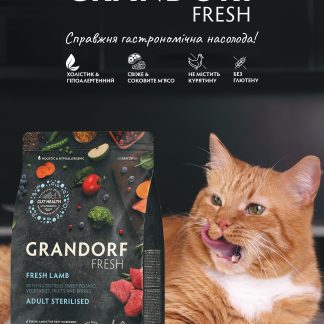 Постер "Рудий кіт" Grandorf fresh №3